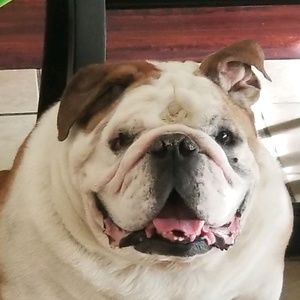 Meet your Posher, Bea